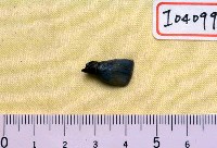 藏品(偶蹄類門齒)的圖片